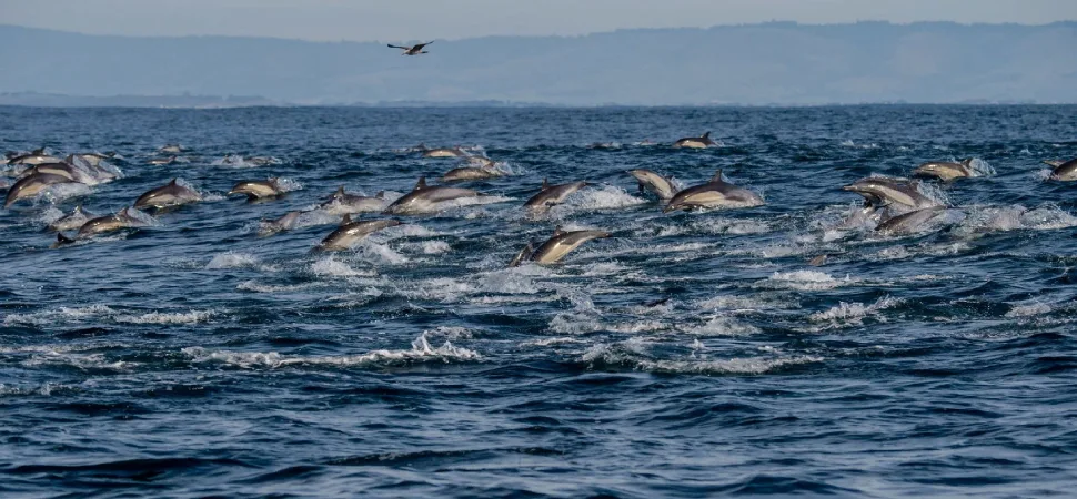 Closure of fishing in the Bay of Biscay